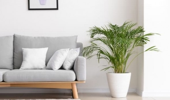 A gray couch in a white living room, with a green plant in a white pot nearby